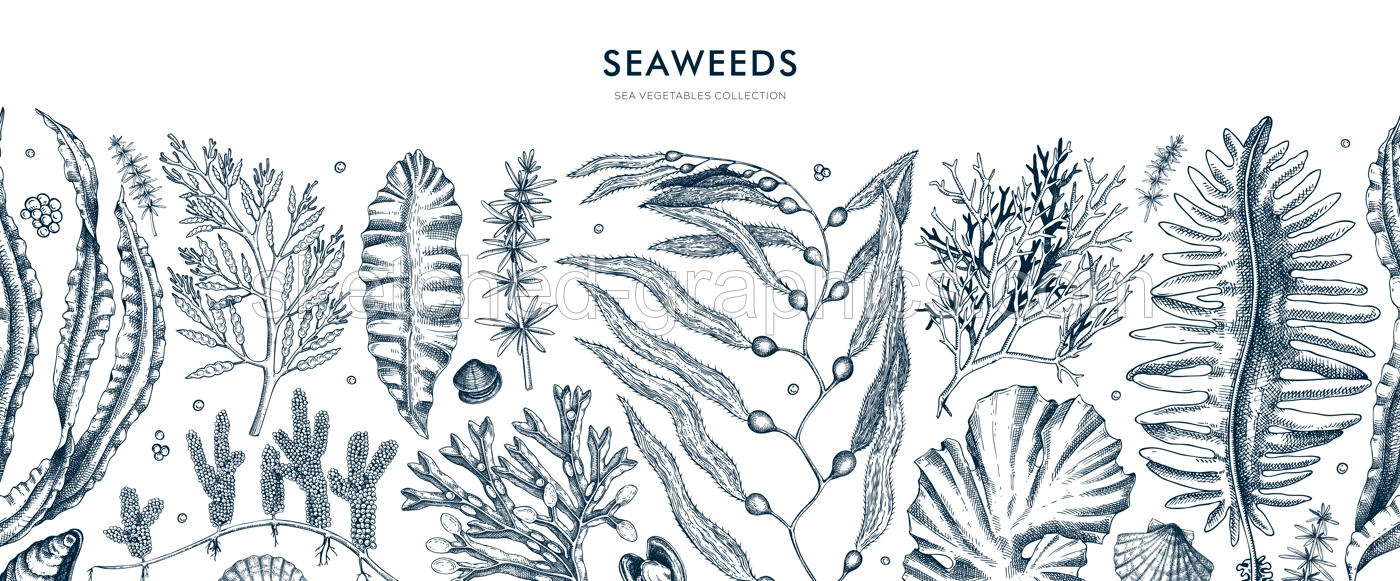 Seaweed vector border in sketch style. Edible algae seamless pattern with golden kelp, wakame, kombu, hijiki, Irish moss drawings. Underwater plant botanical illustration Illustration